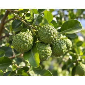 Kafrová limeta (Citrus hystrix) ‘COMBAVA FREE’ – výška 20-30 cm, kont. C2L